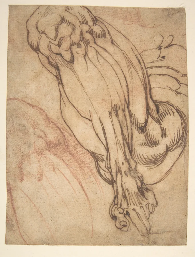 Anatomical studies of a leg in pen, ink, and red chalk.