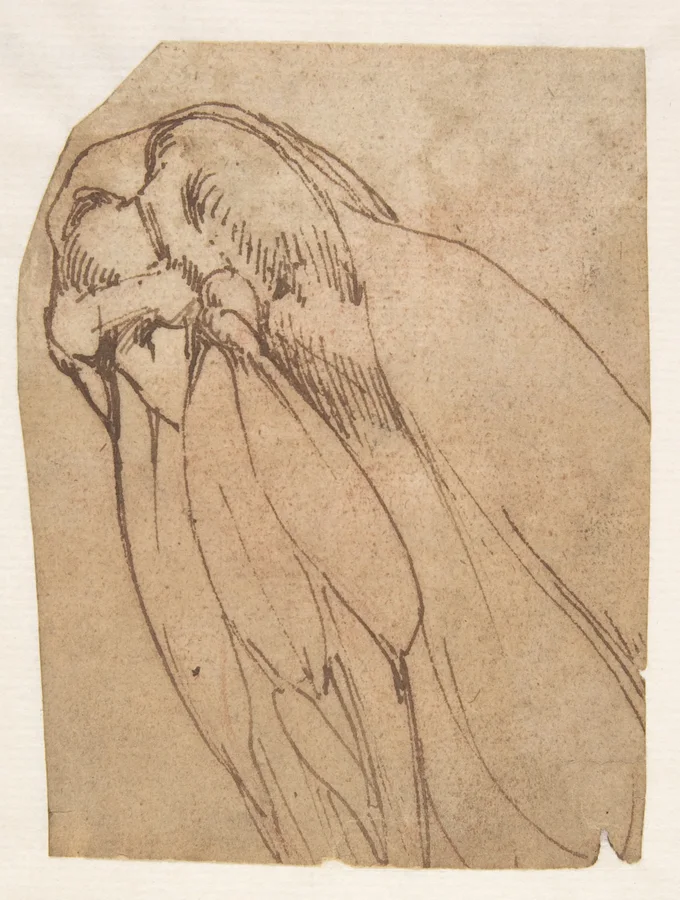 A close anatomical drawing of a bent knee.